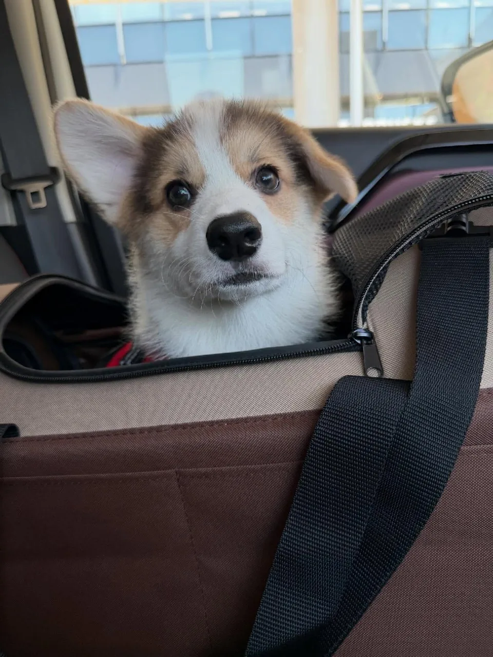 Copper Crest Pembroke puppy traveling to Austin, Texas