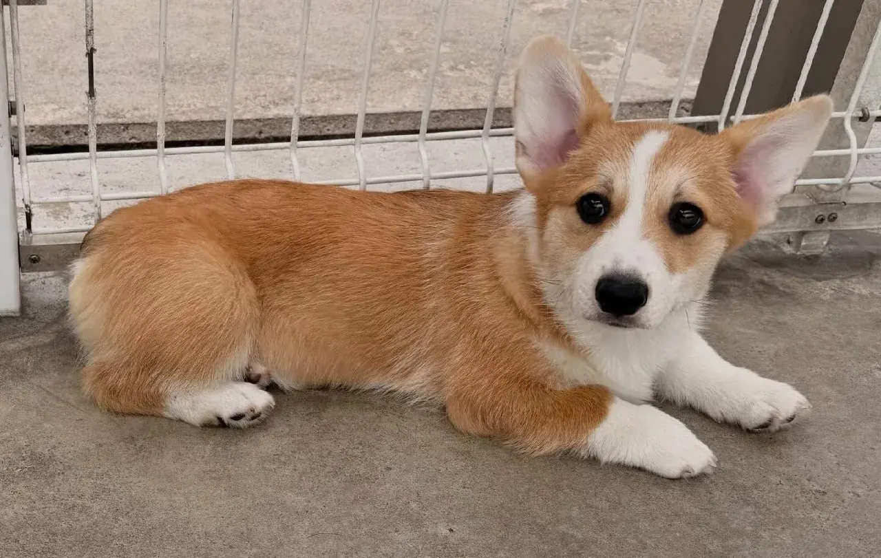 Red and white Pembroke Welsh Corgi puppy resting comfortably
