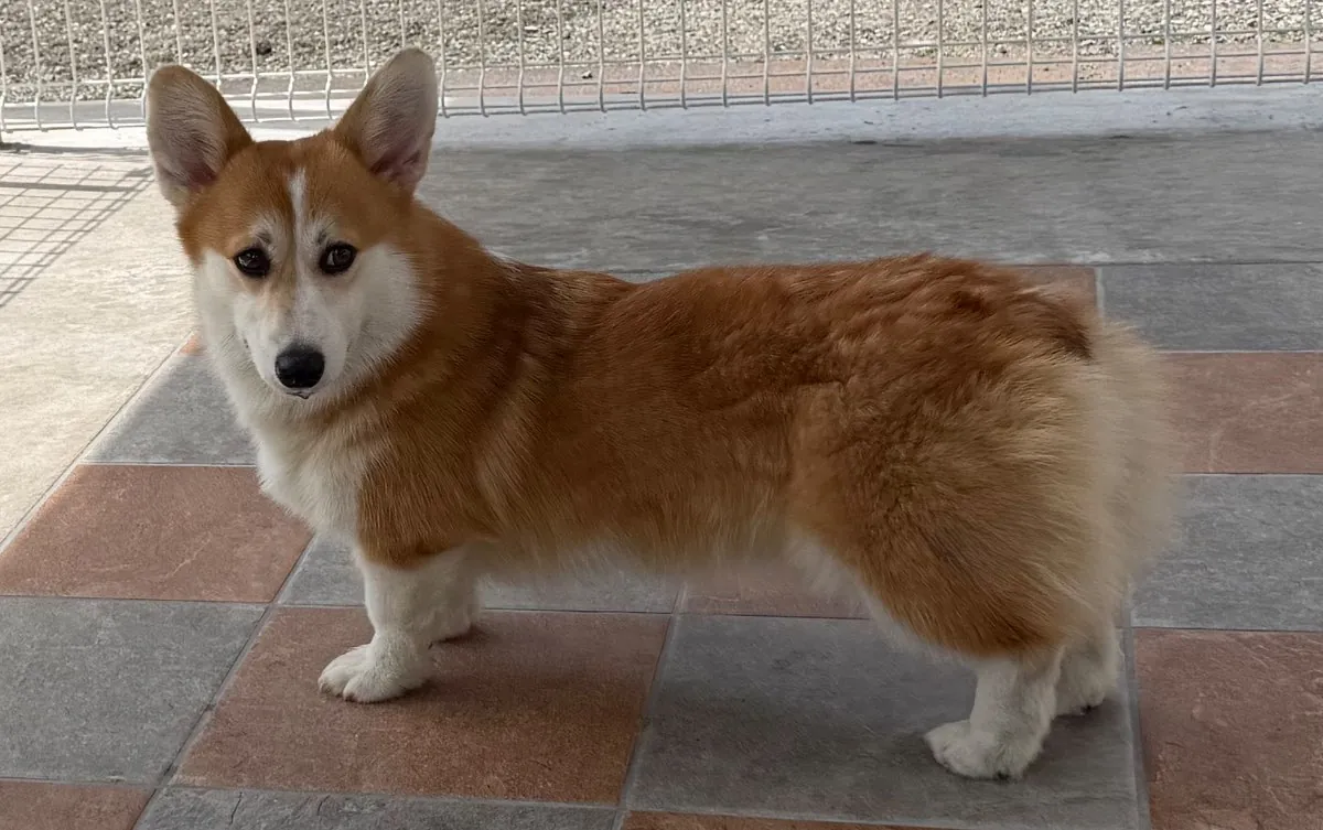 Claire, a red and white Pembroke Welsh Corgi and dam at Copper Crest Pembrokes