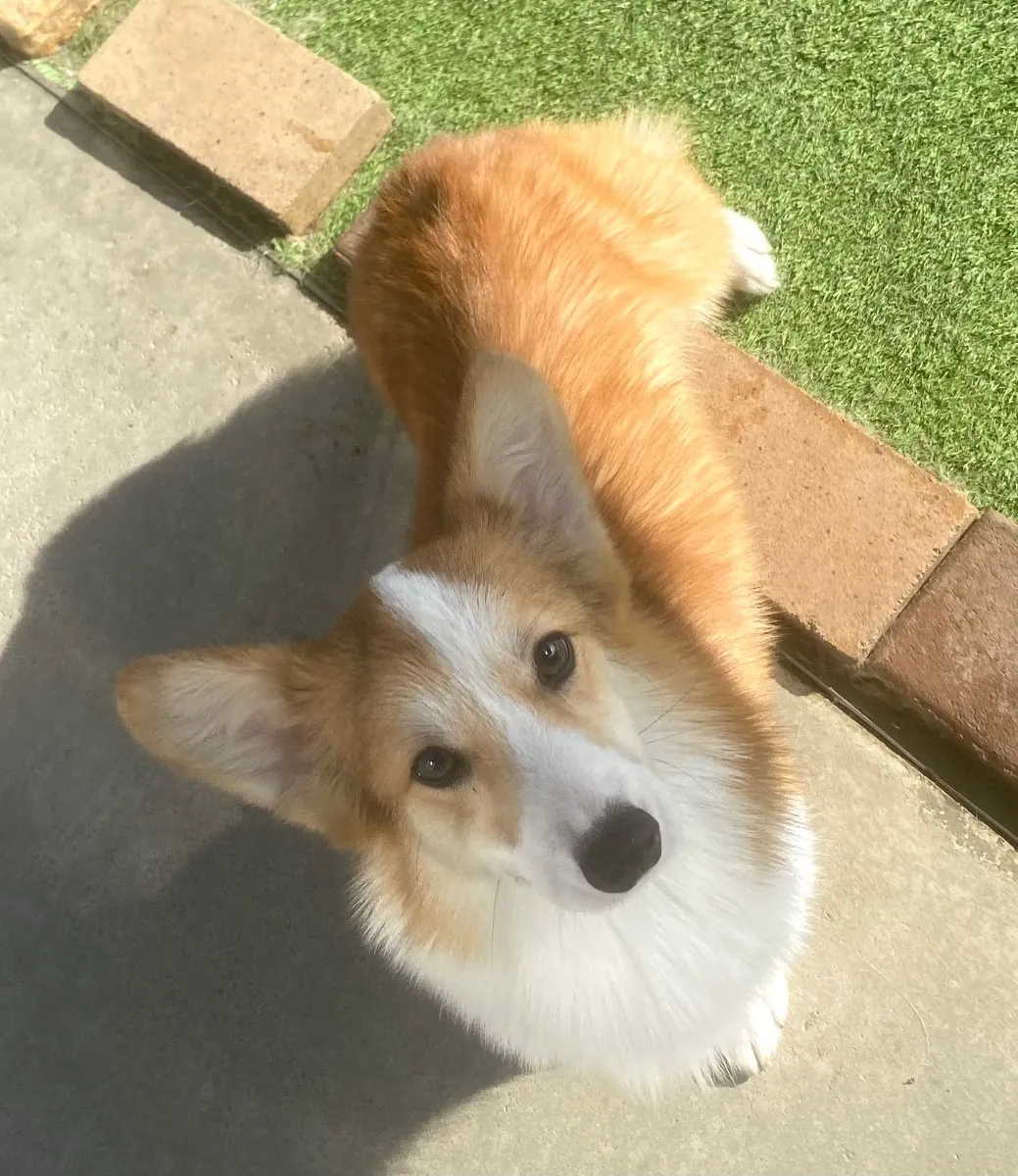 Simon, a red and white Pembroke Welsh Corgi, looking up outdoors