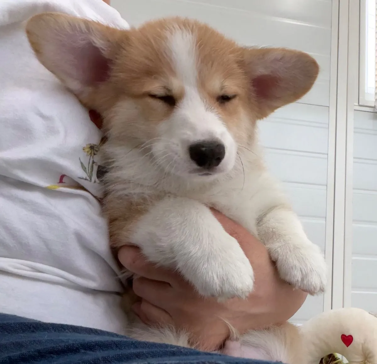 Bob resting in caring hands