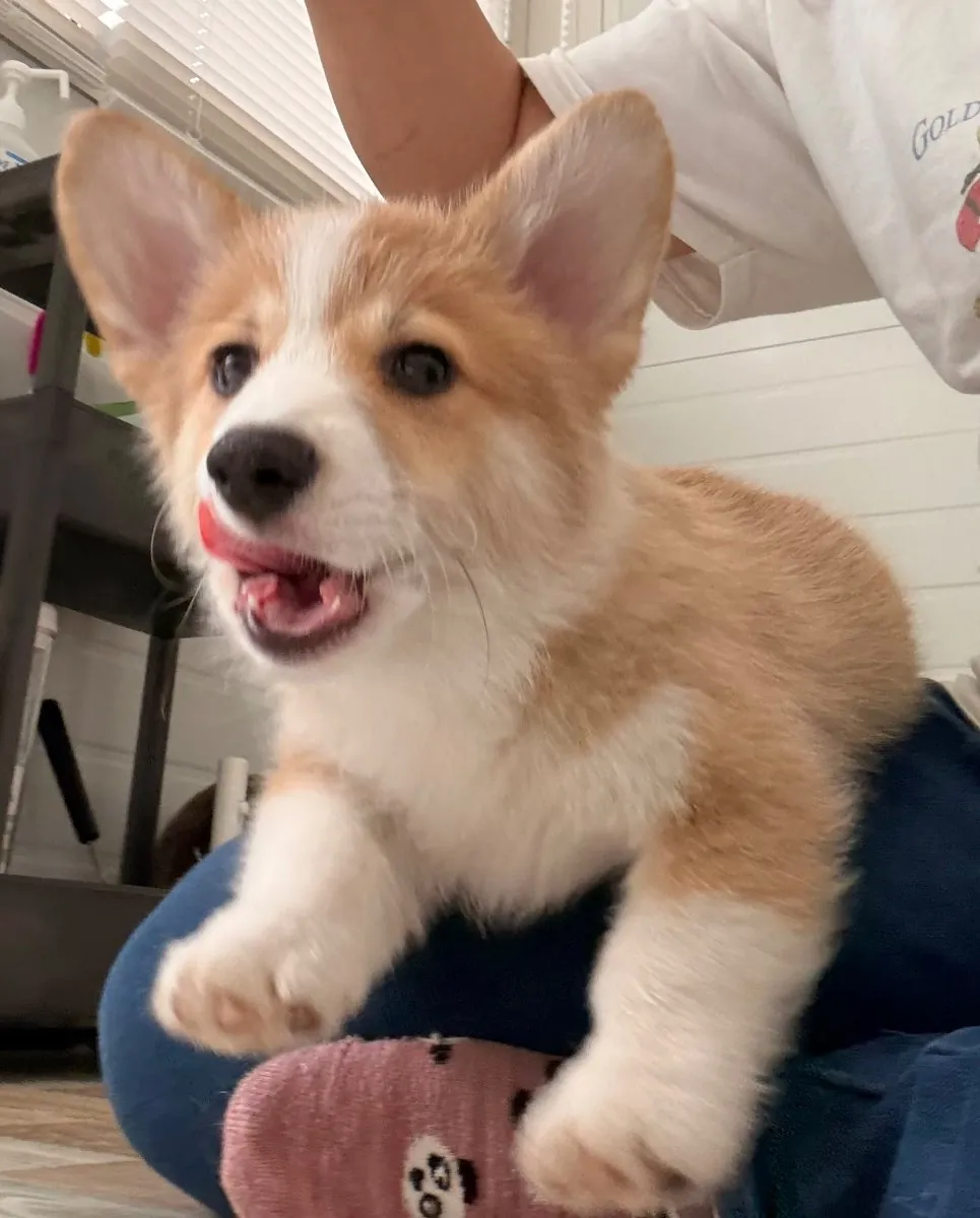 Bob being held during playtime