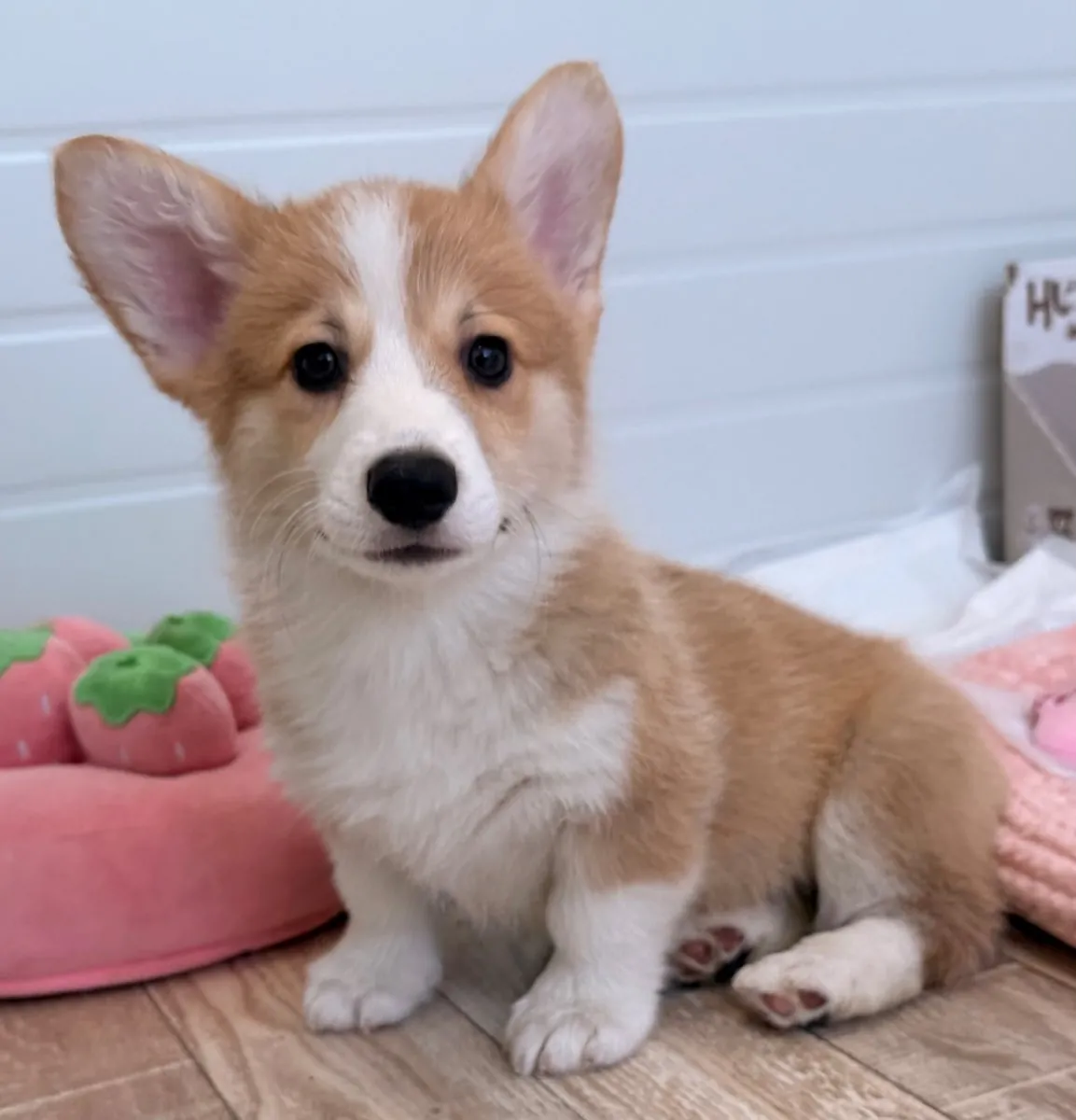 Bob, a red and white Pembroke Welsh Corgi puppy sitting indoors