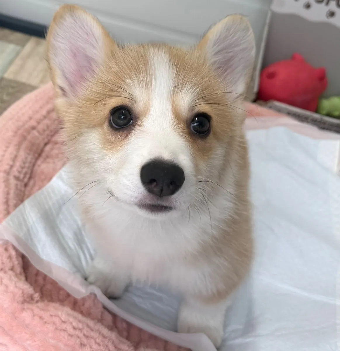 A close up of George