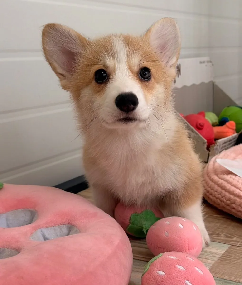 George, a red and white Pembroke Welsh Corgi puppy sitting with his toys