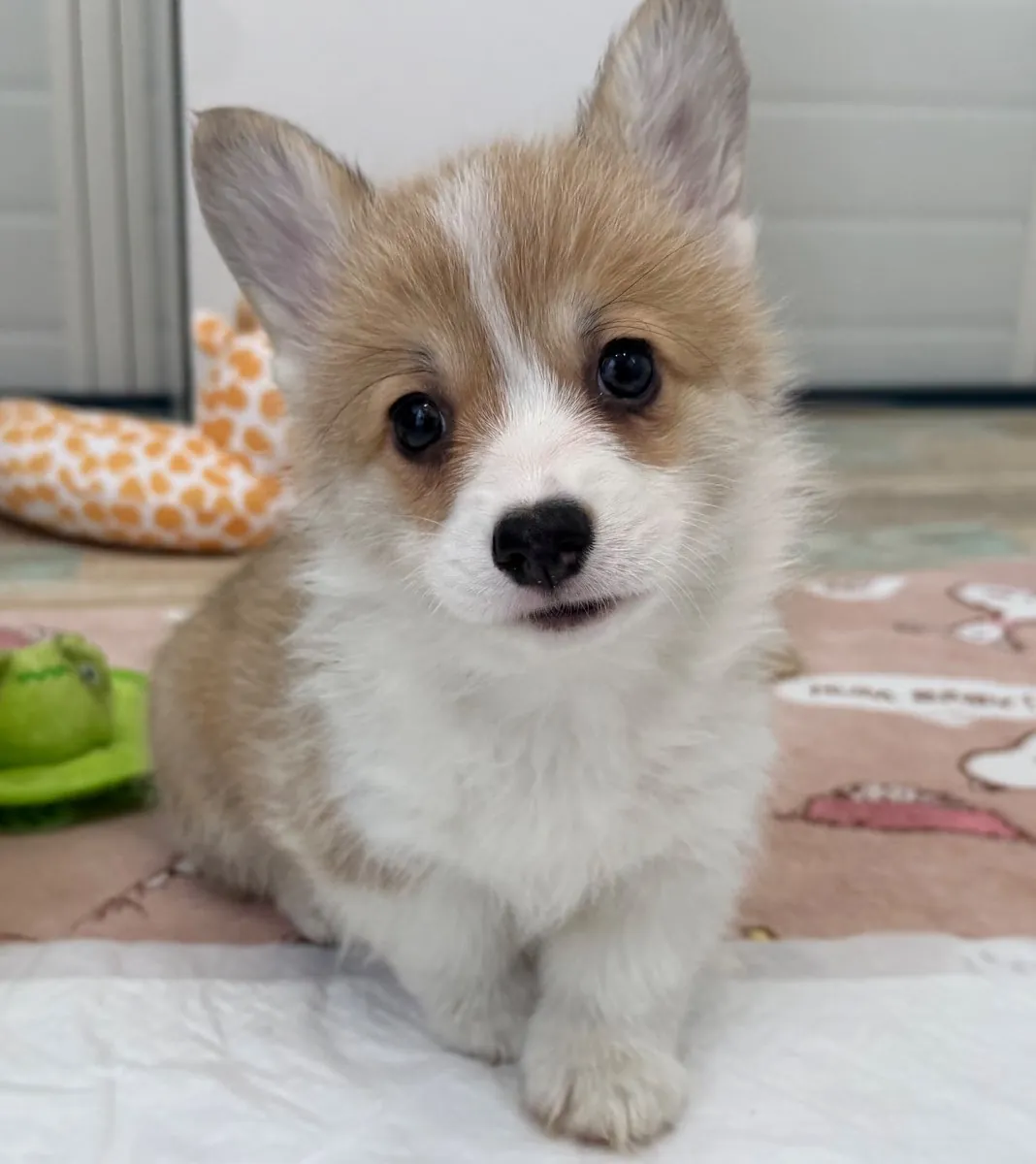 Hazel, a red and white Pembroke Welsh Corgi puppy sitting indoors