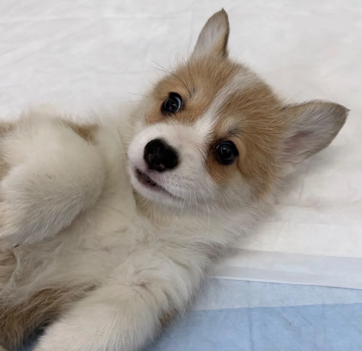 Hazel resting comfortably