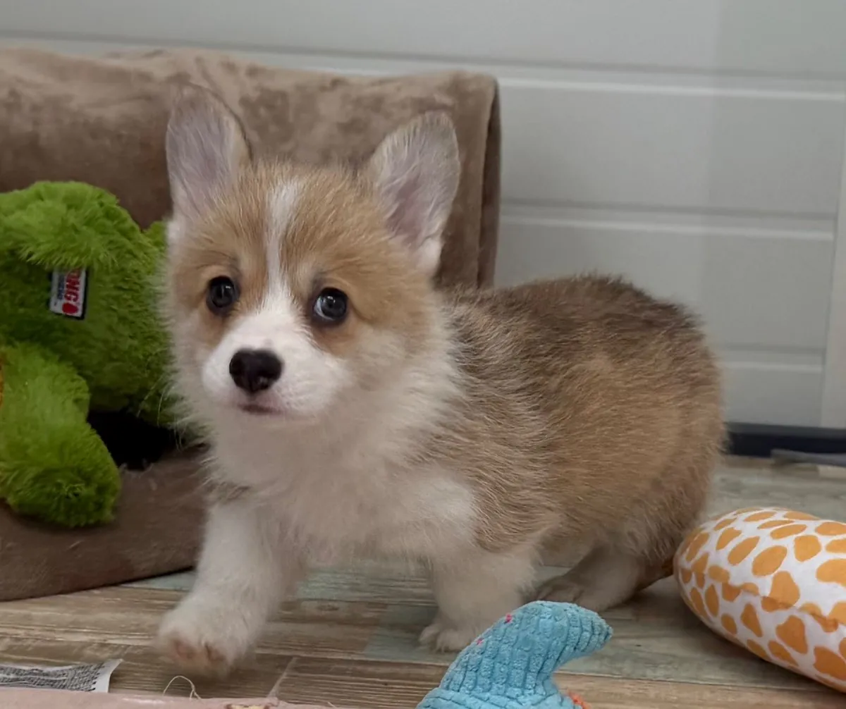 Hazel standing with her toys
