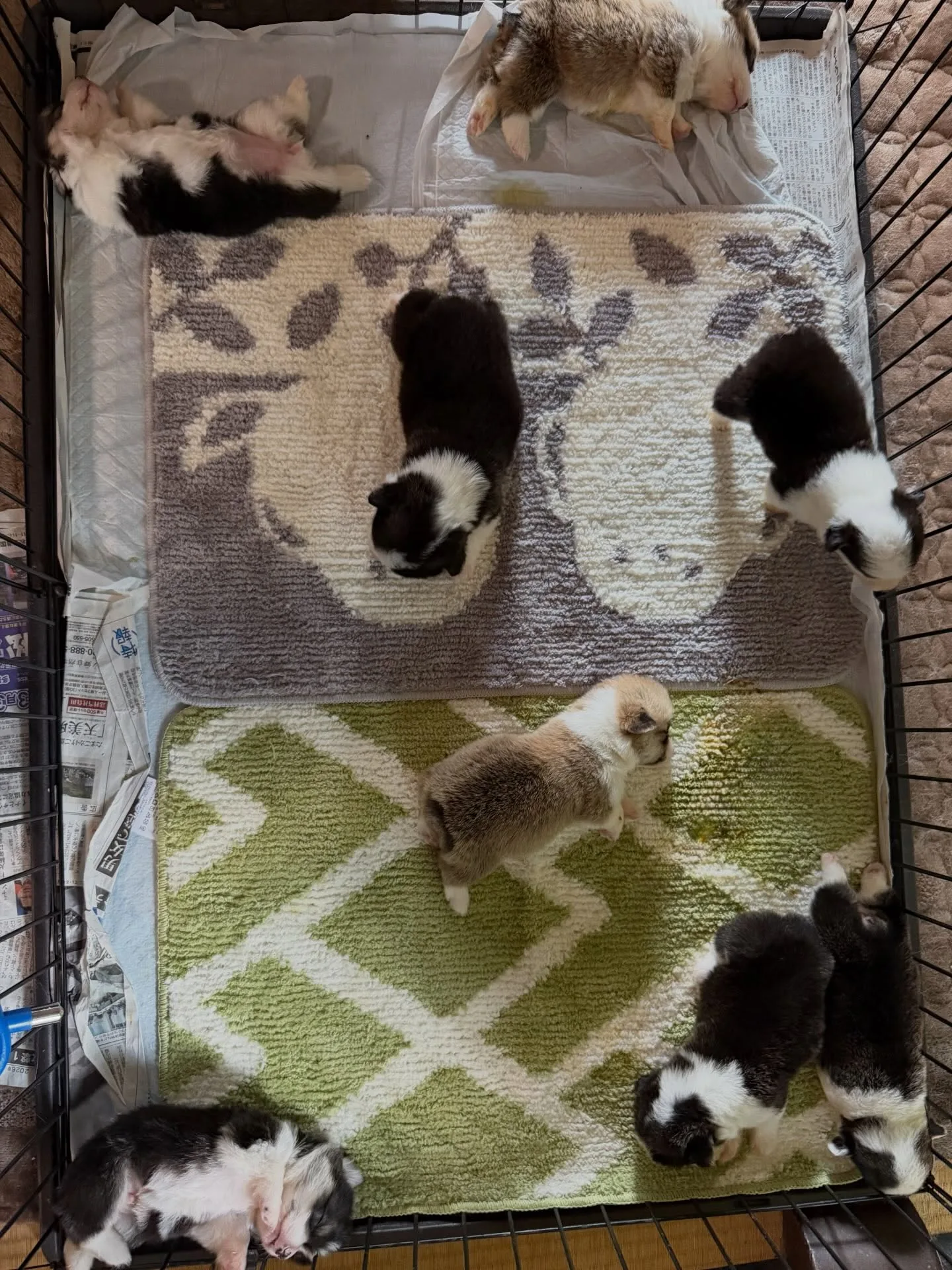 Young Pembroke Welsh Corgi puppies resting and exploring their puppy area