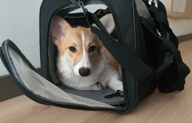 Red and white Pembroke Welsh Corgi puppy lying in an open black travel carrier on the way home to Brooklyn